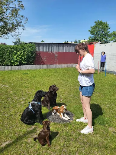 "KynoSfera" Edukacja i Szkolenia Psów